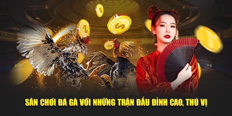 Sân chơi đá gà với những trận đấu đỉnh cao, thú vị
